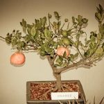 Cosa Serve La Legatura Del Bonsai sviluppo ramificazione controllato