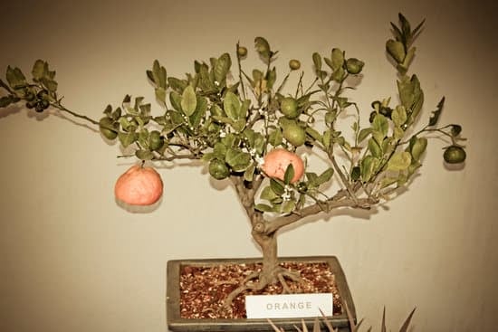 Cosa Serve La Legatura Del Bonsai 1 sviluppo ramificazione controllato