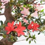 Come Trattare Il Bonsai Ficus Ginseng Consigli pratici su come trattare il bonsai ficus ginseng per una crescita sana e rigogliosa