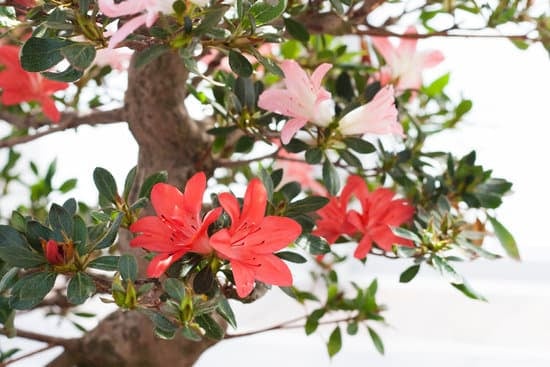 Come Trattare Il Bonsai Ficus Ginseng 1 Consigli pratici su come trattare il bonsai ficus ginseng per una crescita sana e rigogliosa