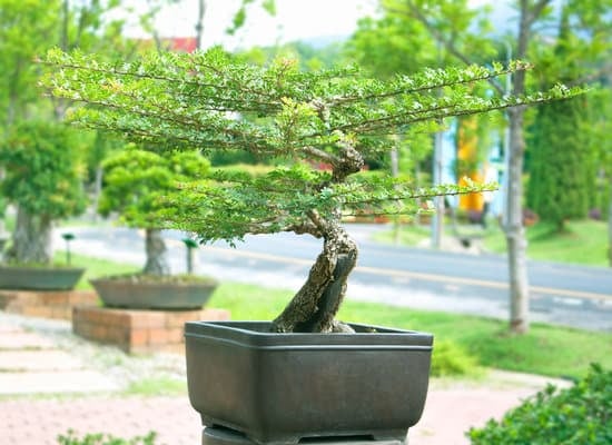 Quanto Drenaggio Bonsai 1 guida completa per un perfetto sistema di drenaggio