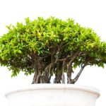 Come Lucidare Le Foglie Bonsai in Modo Naturale Scopri come lucidare le foglie del bonsai in modo naturale con oli essenziali e panni di cotone