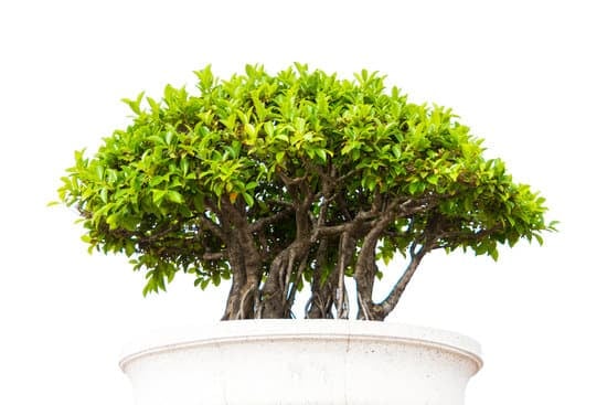 Come Lucidare Le Foglie Bonsai in Modo Naturale 1 Scopri come lucidare le foglie del bonsai in modo naturale con oli essenziali e panni di cotone