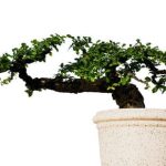 Come Creare Un Bonsai Di Pino Mugo Guida dettagliata su come creare un magnifico bonsai di Pino Mugo