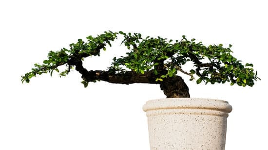 Come Creare Un Bonsai Di Pino Mugo 1 Guida dettagliata su come creare un magnifico bonsai di Pino Mugo