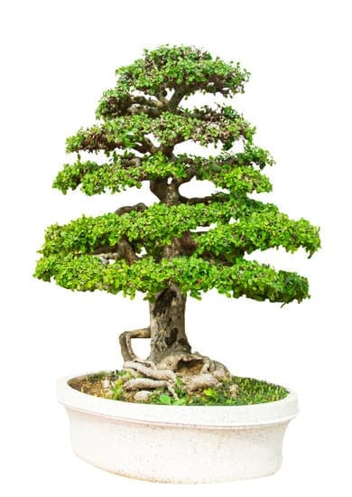 Come Si Cura Un Bonsai Piperitum 1 sole diffuso, annaffiamento moderato, potatura regolare