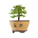 Come Realizzare Una Lastra Per Bonsai in Cemento realizzare una lastra per bonsai in cemento, passo dopo passo