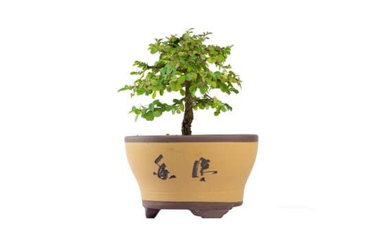 Come Realizzare Una Lastra Per Bonsai in Cemento 1 realizzare una lastra per bonsai in cemento, passo dopo passo