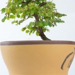 Quando Le Radici Del Bonsai Ginseng Si Svuotano come gestire il problema in modo efficace