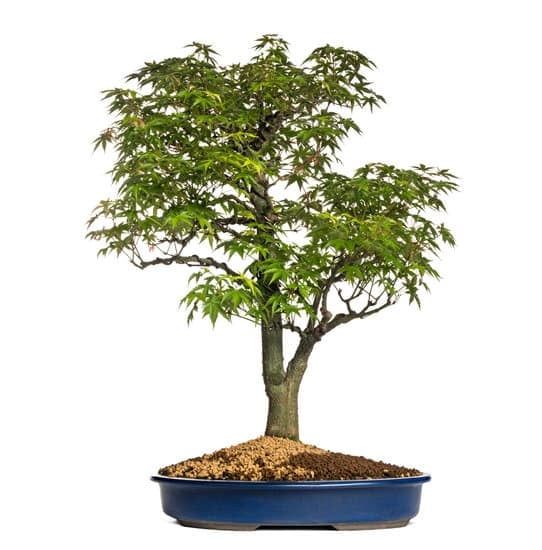 Quando Germoglia Il Bonsai Ginseg 1 quando germoglia, la magia della natura si rivela
