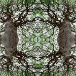 Come Fare Un Olivo Bonsai Segui attentamente le indicazioni per trasformare con successo un olivo in un bellissimo bonsai