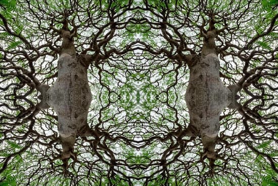 Segui attentamente le indicazioni per trasformare con successo un olivo in un bellissimo bonsai