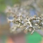 Quando.Com Il Bonsai Ha Tutte Ke Foglie Pendenti Scopri quando il bonsai mostra tutte le sue foglie pendenti e ammira la sua bellezza unica