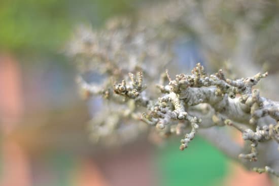 Quando.Com Il Bonsai Ha Tutte Ke Foglie Pendenti 1 Scopri quando il bonsai mostra tutte le sue foglie pendenti e ammira la sua bellezza unica