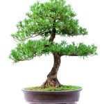 Quanto Si Co.Compra Un Bonsai Bisogna Rinvasare Con Un Terriccio I consigli per rinvasare un bonsai con un terriccio sono cruciali per garantirne la salute e bellezza