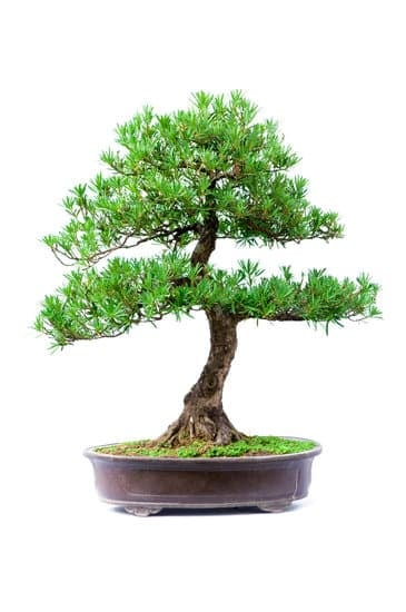 Quanto Si Co.Compra Un Bonsai Bisogna Rinvasare Con Un Terriccio 1 I consigli per rinvasare un bonsai con un terriccio sono cruciali per garantirne la salute e bellezza