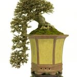 Quante Va Innaffiato Il Bonsai Ficus Microcarpa Gimnger Scopri quanti litri d'acqua necessita il bonsai ficus microcarpa Ginger per mantenersi sano e vigoroso