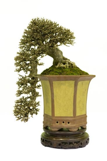 Quante Va Innaffiato Il Bonsai Ficus Microcarpa Gimnger 1 Scopri quanti litri d'acqua necessita il bonsai ficus microcarpa Ginger per mantenersi sano e vigoroso