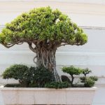 Come Creare Un Bonsai Lillà segui i consigli e le tecniche per un risultato impeccabile