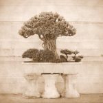 Perché Diventano Viola Le Foglie Del Bonsai guida completa alla cura