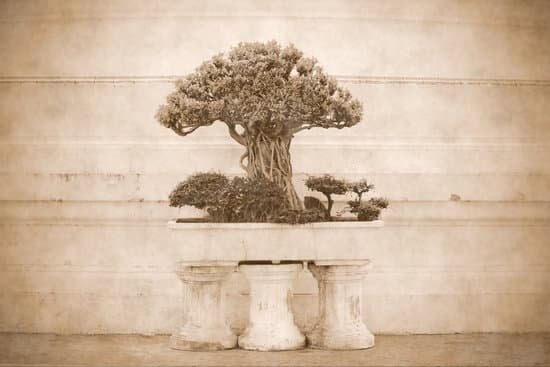 Perché Diventano Viola Le Foglie Del Bonsai 1 guida completa alla cura