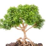Quando Concimazione I Bonsai in Autunnale dosaggio accurato, frequenti controlli e scelta di concimi specifici