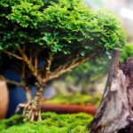 Come Confezionare Un Bonsai Da Regalare Tutorial Guida dettagliata su come confezionare un bonsai da regalare in un tutorial pratico e chiaro