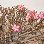 Come Organizzare Un Angolo Bonsai idee creative per valorizzare le piante in vaso