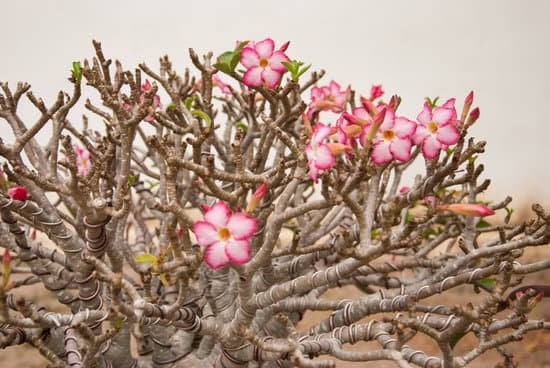 Come Organizzare Un Angolo Bonsai 1 idee creative per valorizzare le piante in vaso