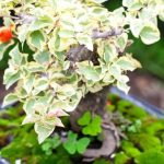 Come Aumentare l'Umidità Nei Bonsai nebulizzazione giornaliera e terriccio con elevata capacità di ritenzione d'acqua