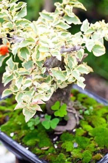 Come Aumentare l'Umidità Nei Bonsai 1 nebulizzazione giornaliera e terriccio con elevata capacità di ritenzione d'acqua
