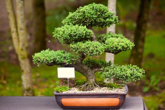 Quando Un Bonsai Muore 1 sintomi e soluzioni per salvare la pianta amata