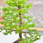 Quali Sono Tutti I Bonsai Da Interno Scopri quali sono tutti i bonsai da interno perfetti per arricchire la tua casa con eleganza e stile