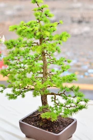 Quali Sono Tutti I Bonsai Da Interno 1 Scopri quali sono tutti i bonsai da interno perfetti per arricchire la tua casa con eleganza e stile