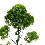 Che Temperatura Amano.I Bonsai Scopri quali sono le temperature ideali per i bonsai e come mantenerle per la salute delle piante