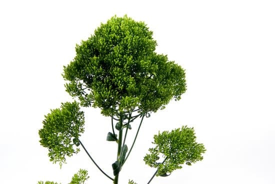 Che Temperatura Amano.I Bonsai 1 Scopri quali sono le temperature ideali per i bonsai e come mantenerle per la salute delle piante