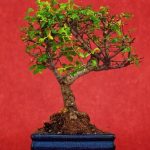 Come Far Nascere Seme Di Bonsai Scopri come far nascere il seme di bonsai con queste semplici istruzioni