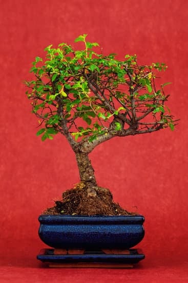 Come Far Nascere Seme Di Bonsai 1 Scopri come far nascere il seme di bonsai con queste semplici istruzioni