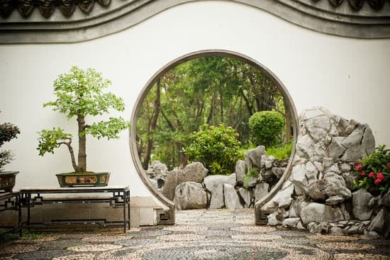 consigli pratici e soluzioni efficaci per ripristinare la salute della pianta