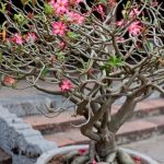 Scopri il prezzo di un bonsai di olivo, confronta le offerte online e trova la migliore opzione per te