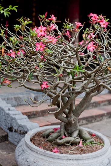 Scopri il prezzo di un bonsai di olivo, confronta le offerte online e trova la migliore opzione per te