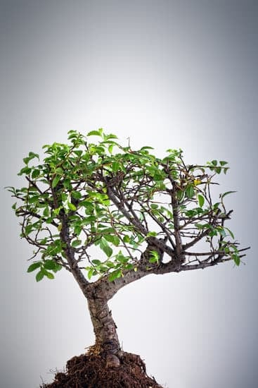 Come Creare Un Limone Bonsai 1 segui i nostri consigli e goditi questo affascinante hobby