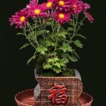 Come Far Germogliare Semi Di Acero Bonsai Guida dettagliata su come far germogliare semi di acero bonsai con successo