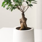 Quando Si Pota Un Bonsai Ginseng aspetta la fine dell'inverno per farlo