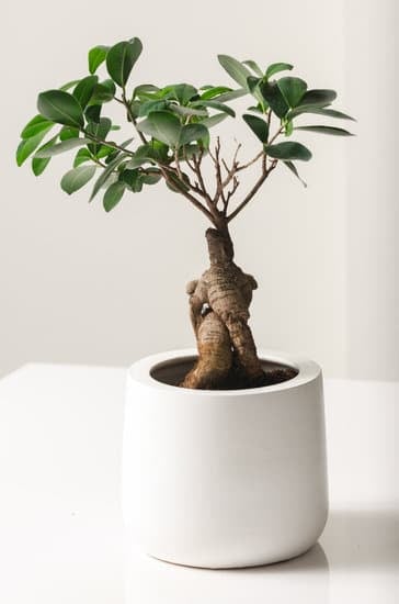 Quando Si Pota Un Bonsai Ginseng 1 aspetta la fine dell'inverno per farlo