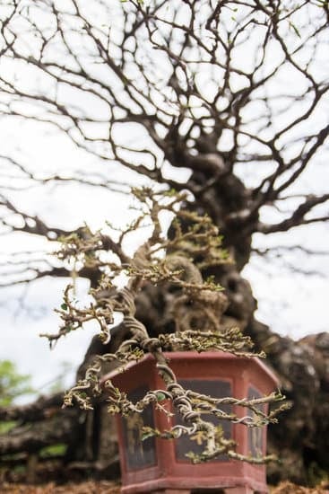 Risorgi il tuo bonsai morto con tecniche fai da te per abbellirlo e dargli nuova vita
