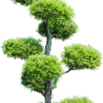 Quanto Tenere Filo Per Bonsai Scopri quanto tenere filo per bonsai per una crescita sana e rigogliosa