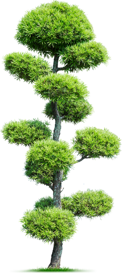 Quanto Tenere Filo Per Bonsai 1 Scopri quanto tenere filo per bonsai per una crescita sana e rigogliosa