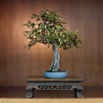 Guida dettagliata su come potare un olmo bonsai per mantenerlo sano e prosperoso