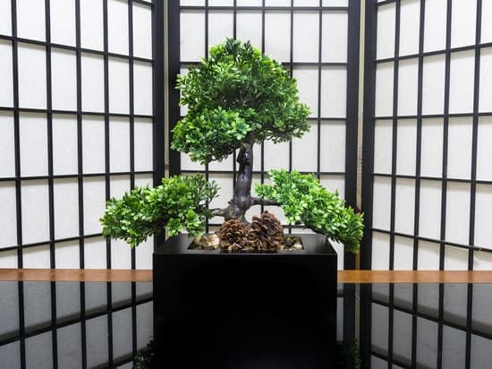 Come Fare Una Talea Per Bonsai 1 segui i nostri consigli e otterrai splendidi alberi in miniatura
